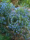 Ceanothus papillosus