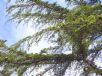 Cedrus atlantica