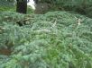 Cedrus atlantica glauca