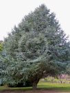 Cedrus atlantica glauca