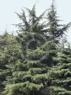 Cedrus deodara