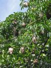 Ceiba pentandra