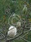 Ceiba speciosa