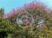 Ceiba speciosa