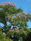 Ceiba speciosa