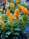 Celosia argentea cristata Plumosa Group