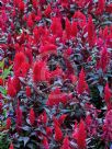 Celosia argentea cristata Plumosa Group