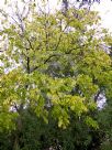 Celtis africana