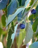 Celtis australis