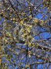 Celtis sinensis