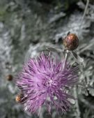 Centaurea cineraria