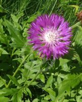 Centaurea dealbata Steenbergii