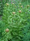 Centaurea macrocephala