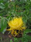 Centaurea macrocephala