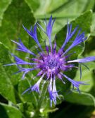 Centaurea montana