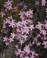 Centaurium erythraea