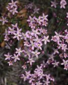 Centaurium erythraea