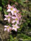 Centaurium erythraea