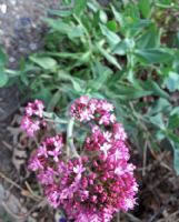 Centranthus ruber