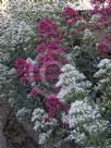 Centranthus ruber