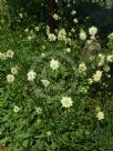 Cephalaria gigantea