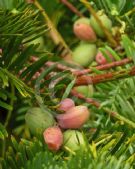 Cephalotaxus fortunei