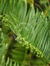 Cephalotaxus fortunei