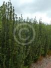 Cephalotaxus harringtonia Fastigiata