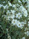 Cerastium tomentosum