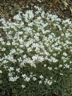 Cerastium tomentosum