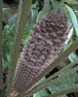 Ceratozamia mexicana