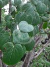 Cercidiphyllum japonicum