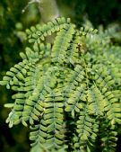 Parkinsonia praecox