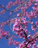 Cercis canadensis