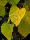 Cercis canadensis