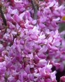 Cercis chinensis