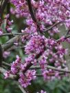 Cercis chinensis