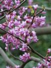 Cercis chinensis