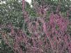 Cercis chinensis