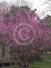 Cercis chinensis