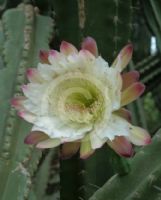 Cereus hildmannianus