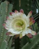 Cereus hildmannianus