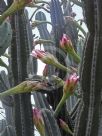 Cereus hildmannianus