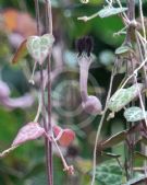 Ceropegia woodii