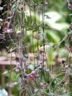 Ceropegia woodii