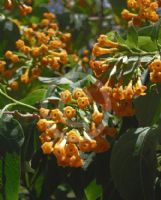 Cestrum aurantiacum