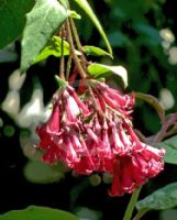 Cestrum elegans