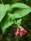 Cestrum Newellii