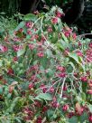 Cestrum Newellii