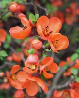 Chaenomeles japonica